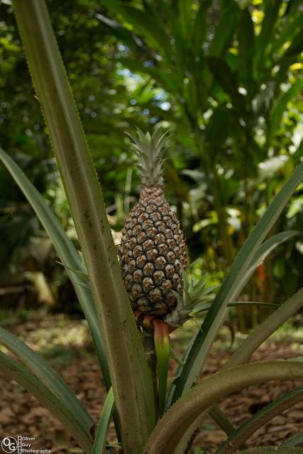 Jamu Lodge Puerto Montufar Eksteriør billede