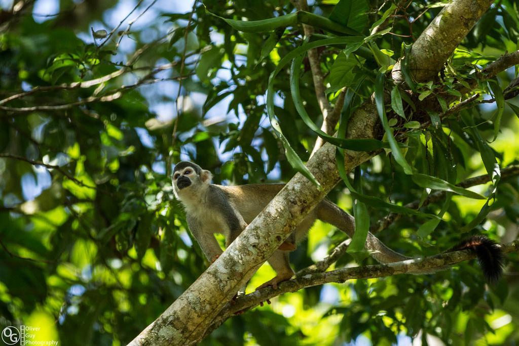 Jamu Lodge Puerto Montufar Eksteriør billede